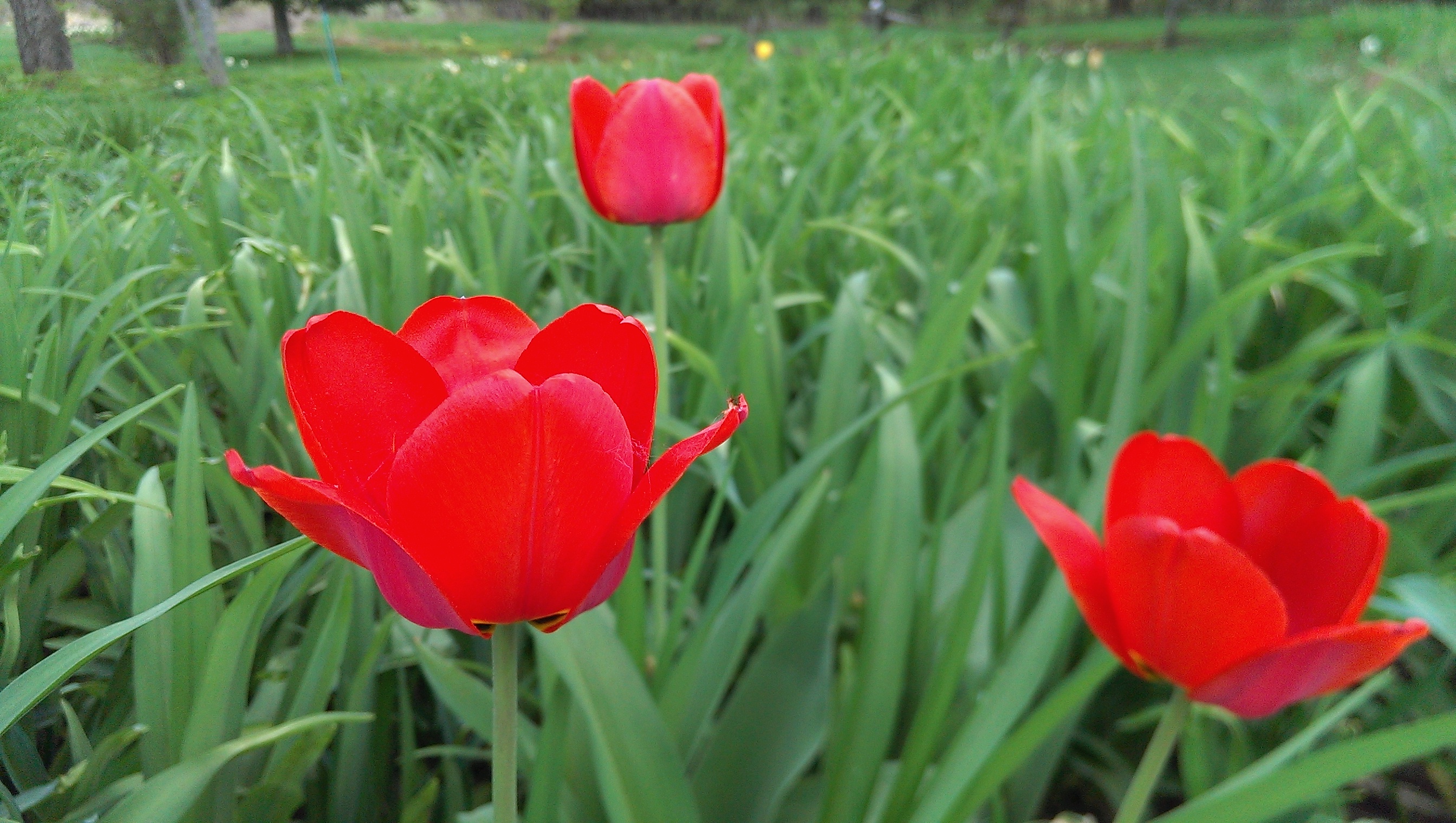 Les détails fins des pétales de tulipes sont perdus. 