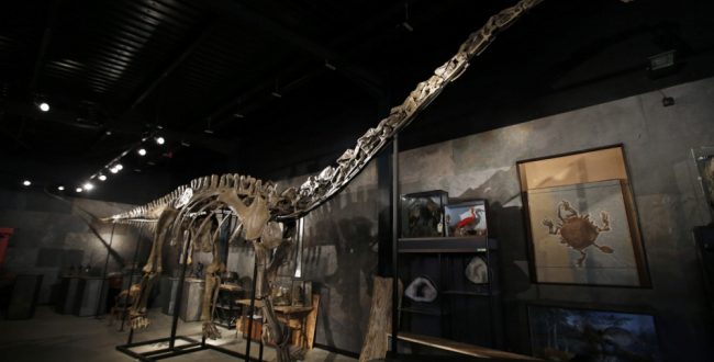 Squelette diplodocus
