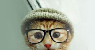 chat lunette tuque