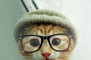 chat lunette tuque