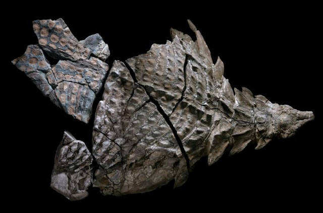 Le meilleur spécimen de dinosaure momifié a été découvert en Alberta