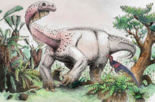 Nouvelle espèce dinosaure