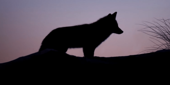 Les loups du millénaire