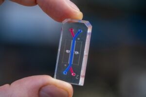 Un organe sur puce microfluidique, de la taille d'une clé USB.