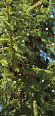 Samsung Galaxy S26 Ultra - Haut d'un sapin - Zoom 10x - Image traitée
