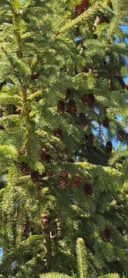 Samsung Galaxy S26 Ultra - Haut d'un sapin - Zoom 10x